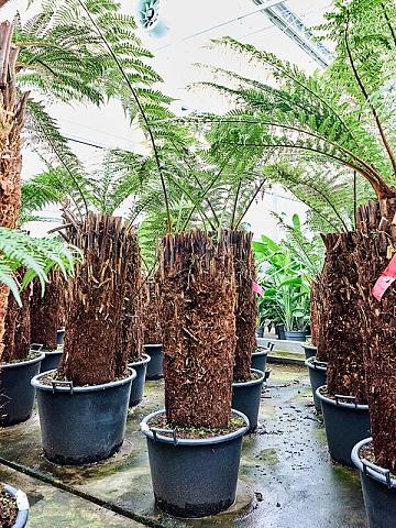 Диксония антарктическая многоствольная Диксония антарктическая многоствольная