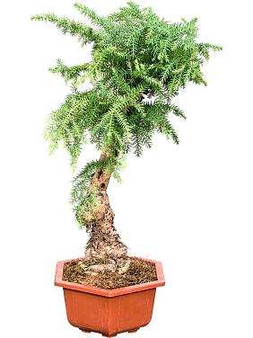 Араукария Каннингема бонсай Араукария Каннингема бонсай