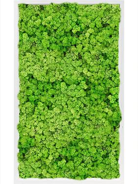 Картина из мха mdf ral 9010 satin gloss 100% reindeer moss (light grass green) Картина из мха mdf ral 9010 satin gloss 100% reindeer moss (light grass green)