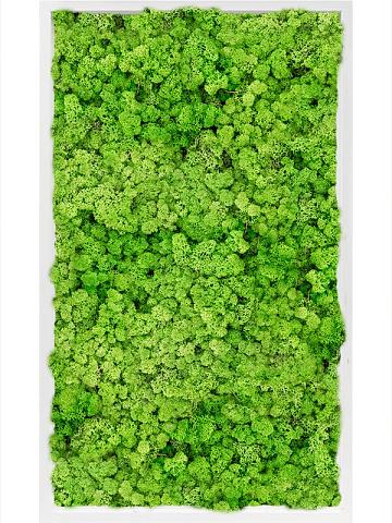 Картина из мха mdf ral 9010 satin gloss 100% reindeer moss (light grass green) Картина из мха mdf ral 9010 satin gloss 100% reindeer moss (light grass green)