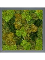 Картина из мха mdf ral 7016 satin gloss 20% flat and 80% exclusive moss (mix) L40 W40 H6 см