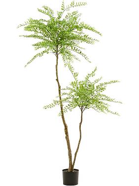 Софора искусственная Софора искусственная