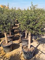 Оливковое дерево (Олива европейская) H165 D42 см