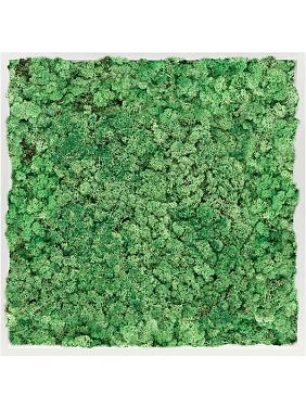 Картина из мха mdf ral 9010 satin gloss 100% reindeer moss (grass green) Картина из мха mdf ral 9010 satin gloss 100% reindeer moss (grass green)