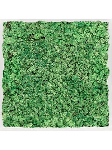 Картина из мха mdf ral 9010 satin gloss 100% reindeer moss (grass green) Картина из мха mdf ral 9010 satin gloss 100% reindeer moss (grass green)
