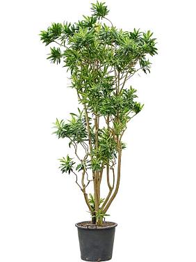 Драцена Песня Шри-Ланки