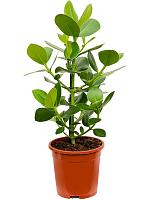 Клузия Росеа Принцесс H55 D17 см