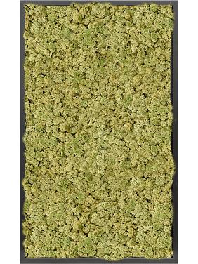 Картина из мха mdf ral 9005 satin gloss 100% reindeer moss (old green) Картина из мха mdf ral 9005 satin gloss 100% reindeer moss (old green)