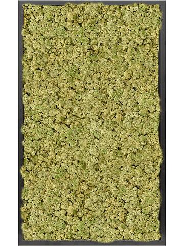 Картина из мха mdf ral 9005 satin gloss 100% reindeer moss (old green) Картина из мха mdf ral 9005 satin gloss 100% reindeer moss (old green)