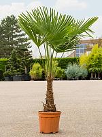 Трахикарпус Форчуна H175 D35 см