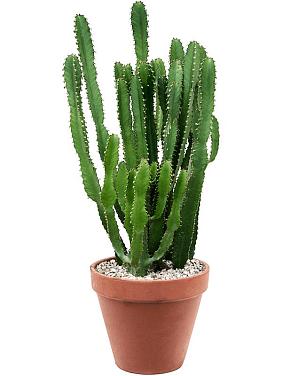 Молочай трехгранный (Эуфорбия Триангулярис)