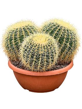 Эхинокактус Грузони трио