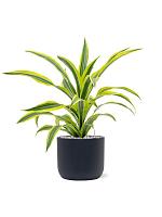 Драцена Фрагранс Лемон Лайм H50 D17 см