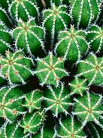 Молочай (Эуфорбия) Эхинус H55 D35 см