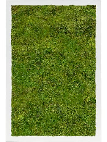 Картина из мха mdf ral 9010 satin gloss 100% flat moss Картина из мха mdf ral 9010 satin gloss 100% flat moss