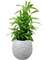 Драцена Суркулоза (Годсефа) H75 D19 см