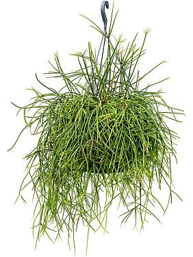 Рипсалис Мавританский ампельный Рипсалис Мавританский ампельный