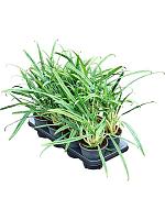 Аглаонема Бит Киссес H40 D14 см