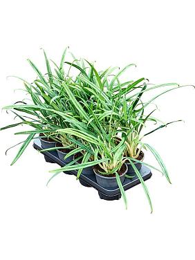 Аглаонема Бит Киссес Аглаонема Бит Киссес