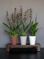 Кашпо Ceramic rosa m peacan brown D13 H16 см