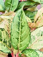 Аглаонема Лаки H30 D13 см