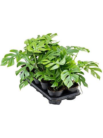 Монстера Делициоза (деликатесная)