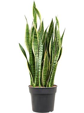 Сансевиерия Лауренти трехполосная