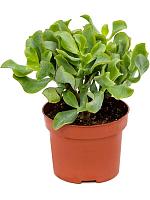 Крассула Керли Грин H20 D12 см Крассула Керли Грин H20 D12 см