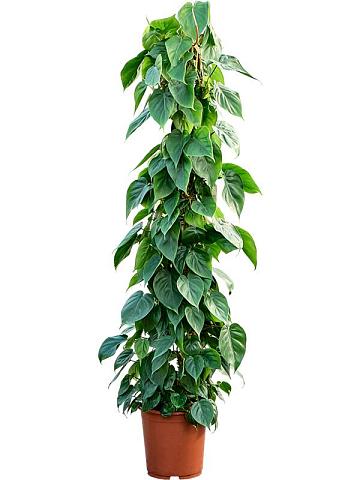 Филодендрон Сканденс пирамида