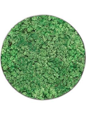 Картина из мха nova frame natural-concrete 100% reindeer (grass green)