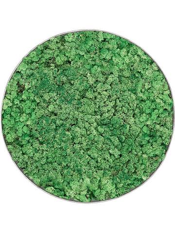 Картина из мха nova frame natural-concrete 100% reindeer (grass green) Картина из мха nova frame natural-concrete 100% reindeer (grass green)