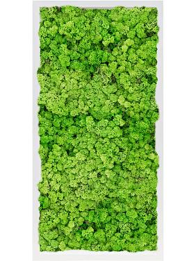 Картина из мха mdf ral 9010 satin gloss 100% reindeer moss (light grass green) Картина из мха mdf ral 9010 satin gloss 100% reindeer moss (light grass green)