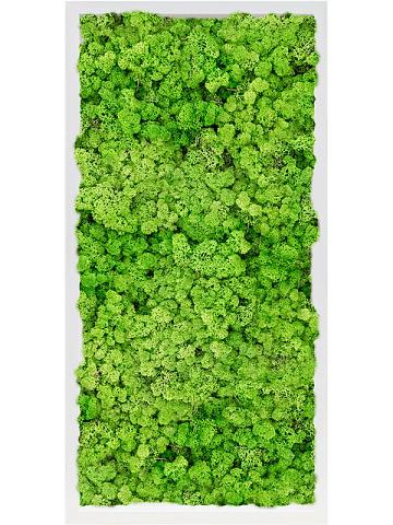 Картина из мха mdf ral 9010 satin gloss 100% reindeer moss (light grass green) Картина из мха mdf ral 9010 satin gloss 100% reindeer moss (light grass green)