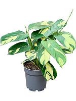 Калатея Пилоза H35 D12 см