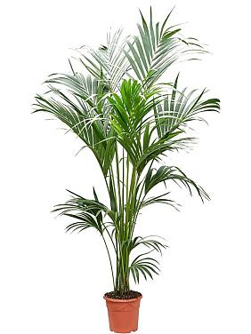 Ховея Форстера Ховея Форстера