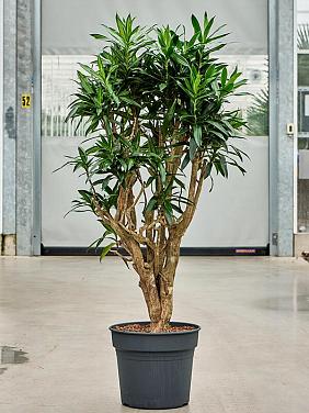 Драцена Песня Ямайки Драцена Песня Ямайки