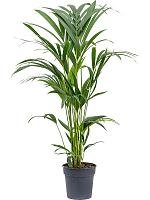 Ховея Форстера H100 D19 см