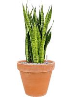 Сансевиерия Зейланика H110 D30 см