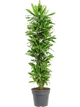 Драцена Фрагранс Голден Кост разветвленная Драцена Фрагранс Голден Кост разветвленная