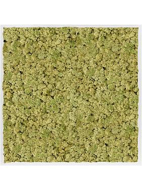 Картина из мха mdf ral 9010 satin gloss 100% reindeer moss (old green) Картина из мха mdf ral 9010 satin gloss 100% reindeer moss (old green)