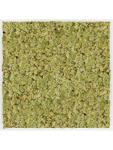 Картина из мха mdf ral 9010 satin gloss 100% reindeer moss (old green) Картина из мха mdf ral 9010 satin gloss 100% reindeer moss (old green)