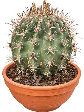 Ферокактус Таунсендианус Ферокактус Таунсендианус