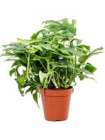 Монстера Минима H40 D15 см