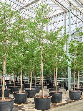 Буцида Буцерас (Терминалия)