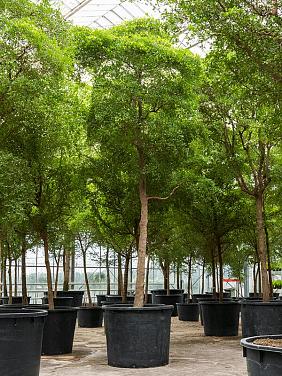 Буцида Буцерас (Терминалия)