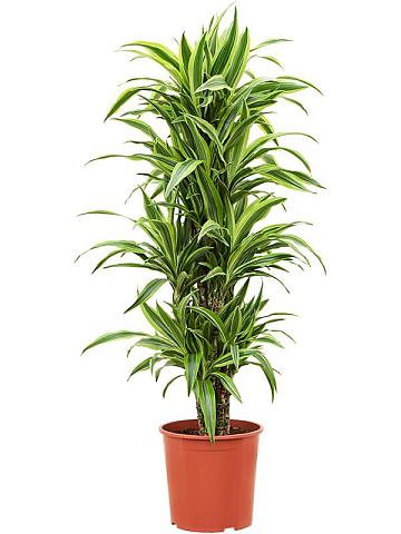 Драцена Фрагранс Лемон Лайм разветвленная