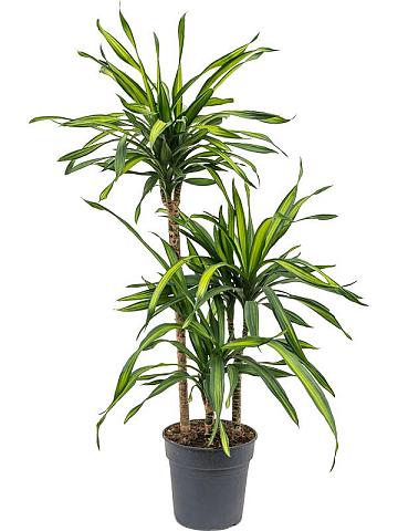 Драцена Фрагранс Рики 3 ствола Драцена Фрагранс Рики 3 ствола