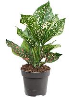 Аглаонема Пинк Леопард H30 D12 см