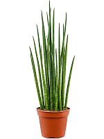 Сансевиерия Цилиндрика Микадо H50 D14 см