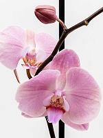 Фаленопсис микс 2 ствола H70 D12 см